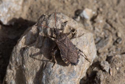 Réf. 213 983 : Ceraleptus gracilicornis